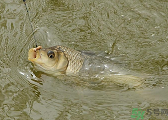 釣的魚死了還能吃嗎？釣的魚死了怎么處理？