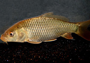 用玉米粒怎么釣鯉魚？玉米粒怎么泡制釣魚餌料？