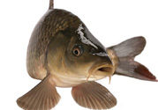 十月份草魚好釣嗎？十月份怎么釣草魚？