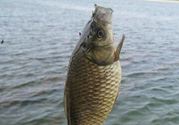 秋天黑坑釣鯽魚用什么餌料？秋天黑坑釣鯽魚餌料配方