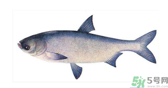十月份能釣鰱魚(yú)嗎？鰱魚(yú)幾月份好釣？