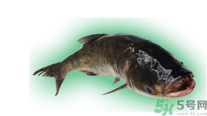 十月份能釣鰱魚(yú)嗎？鰱魚(yú)幾月份好釣？