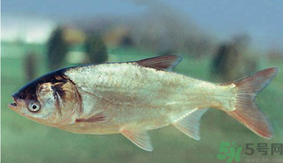 十月份能釣鰱魚(yú)嗎？鰱魚(yú)幾月份好釣？