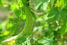 經(jīng)常喝苦瓜水有什么好處？新鮮苦瓜水怎么做比較好喝？