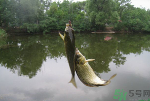 秋天釣魚什么風(fēng)向最好？秋天什么風(fēng)向好釣魚？