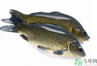 活鯉魚怎么保存？鯉魚怎么養(yǎng)才不容易死？