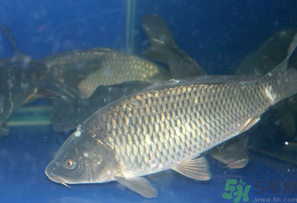 活鯉魚怎么保存？鯉魚怎么養(yǎng)才不容易死？