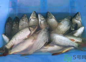 活鯉魚怎么保存？鯉魚怎么養(yǎng)才不容易死？