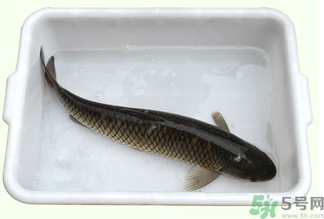 鯉魚死了還能吃嗎？鯉魚死了多久不能吃？