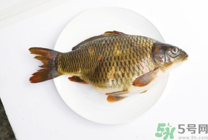 鯉魚死了還能吃嗎？鯉魚死了多久不能吃？