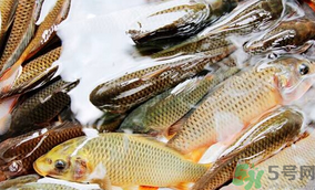 鯉魚死了怎樣保鮮？鯉魚死后怎么保存？