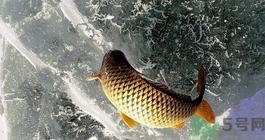 鯉魚死了怎樣保鮮？鯉魚死后怎么保存？