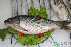 鯉魚死了怎樣保鮮？鯉魚死后怎么保存？