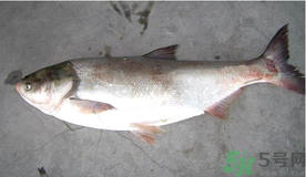 秋天釣鰱魚(yú)用什么餌料？秋天釣鰱魚(yú)用什么味餌？