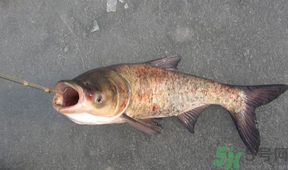 秋天釣鰱魚(yú)用什么餌料？秋天釣鰱魚(yú)用什么味餌？