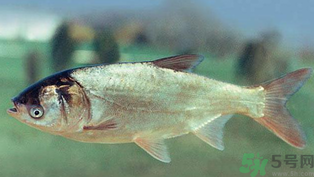 秋天釣鰱魚(yú)用什么餌料？秋天釣鰱魚(yú)用什么味餌？