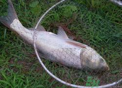 秋天怎么釣鰱魚？秋天釣鰱魚技巧
