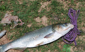 秋天怎么釣鰱魚？秋天釣鰱魚技巧
