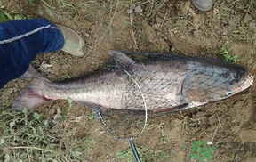 秋天怎么釣鰱魚？秋天釣鰱魚技巧