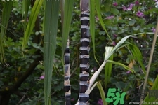 甘蔗一天吃多少最好？甘蔗能每天都吃嗎？