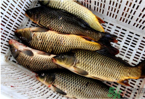野生鯉魚怎么釣？野生鯉魚用什么釣最好？