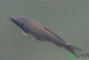 野生鯉魚怎么釣？野生鯉魚用什么釣最好？