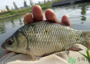 野生鯽魚多少錢一斤?野生鯽魚怎么區(qū)分? 野生鯽魚多少錢一斤?野生鯽魚怎么區(qū)分?