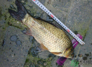 野生鯽魚多少錢一斤?野生鯽魚怎么區(qū)分? 野生鯽魚多少錢一斤?野生鯽魚怎么區(qū)分?
