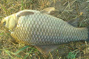 野生鯽魚多少錢一斤?野生鯽魚怎么區(qū)分? 野生鯽魚多少錢一斤?野生鯽魚怎么區(qū)分?