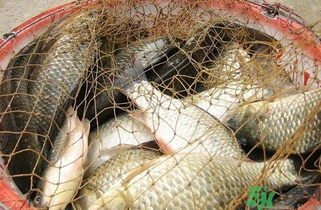 野生鯽魚怎么做好吃？野生鯽魚的做法