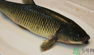 秋天怎么釣草魚？秋天草魚好釣嗎？