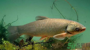 秋天怎么釣草魚？秋天草魚好釣嗎？