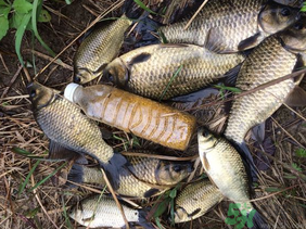 野生鯽魚怎么釣？釣野生鯽魚的技巧