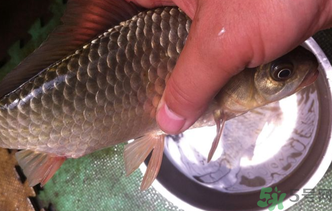 野生鯽魚怎么釣？釣野生鯽魚的技巧