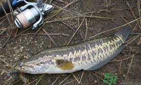 10月份還能釣黑魚嗎？幾月份釣黑魚最好？