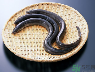 十月份可以釣黃鱔嗎？黃鱔可以釣到幾月份？