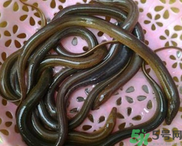 活黃鱔如何保存？活鱔魚怎么保存？