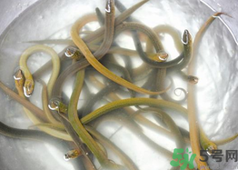 活黃鱔如何保存？活鱔魚怎么保存？