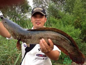 十月份黑魚好釣嗎？十月份怎么釣黑魚？