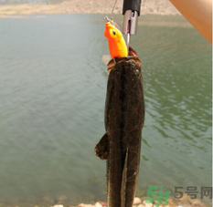 十月份黑魚好釣嗎？十月份怎么釣黑魚？