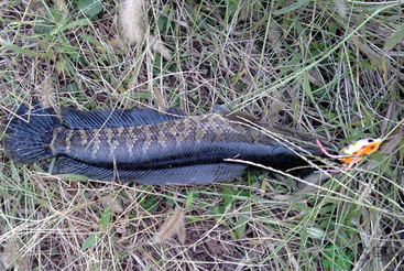 秋天怎么釣黑魚？秋天釣黑魚技巧