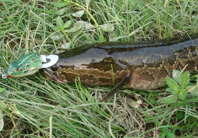 秋天怎么釣黑魚？秋天釣黑魚技巧