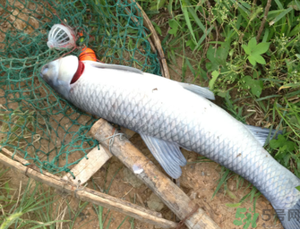十月份釣青魚(yú)好釣嗎？釣青魚(yú)什么時(shí)間最好？