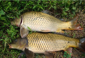 水庫釣魚用什么餌料？水庫釣魚用什么商品餌？