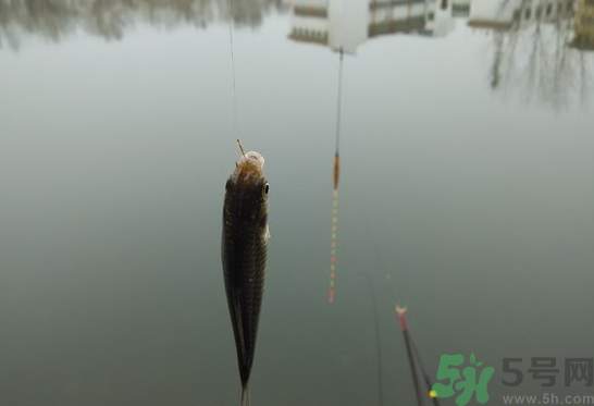 陰天怎么釣魚？陰天釣魚技巧