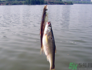 陰天怎么釣魚？陰天釣魚技巧