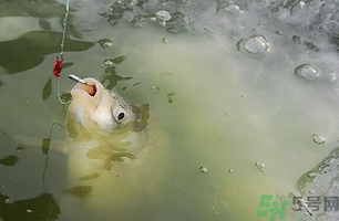 陰天怎么釣魚？陰天釣魚技巧