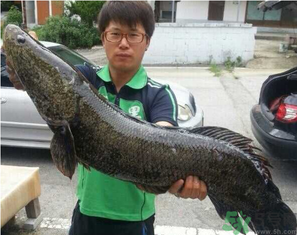 秋季釣黑魚用什么魚餌？秋天釣黑魚用什么餌？