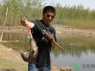 秋季釣黑魚用什么魚餌？秋天釣黑魚用什么餌？