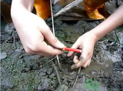 秋季可以釣黃鱔嗎？黃鱔怎么釣？